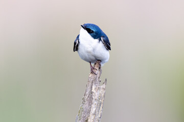 tree swallow