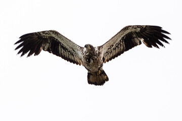 bald eagle in flight