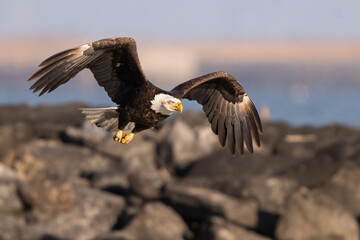 bald eagle in flight