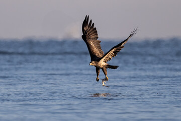 juvenile eagle catching a fish