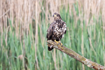 juvenile bald eagle