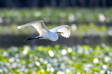 snowy egret in flight