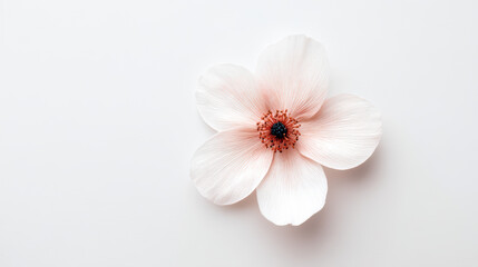 A delicate pink flower with numerous petals, featuring a dark center, set against a clean, white background.