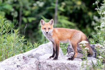 red fox in the wild