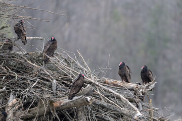turkey vultures