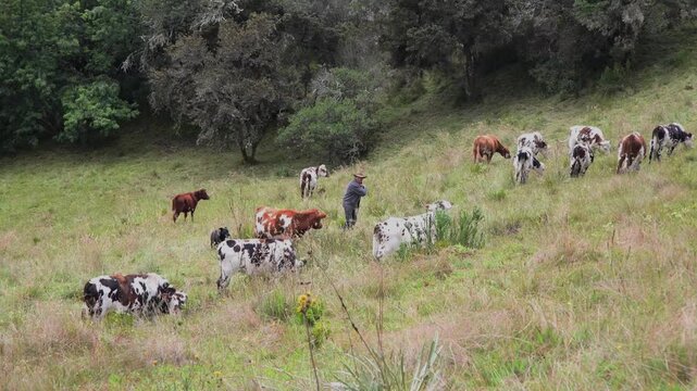 Hombre ganadero con sus vacas en el campo Colombiano