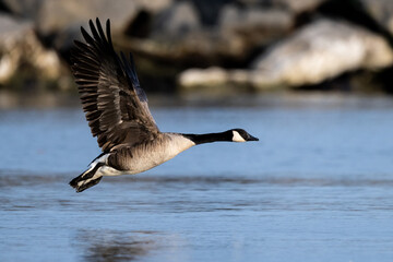 canada goose