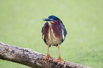 green heron