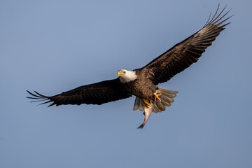 bald eagle with fish in talons 