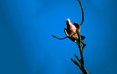 Australian Galah (Eolophus roseicapilla)