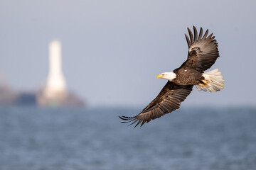 american bald eagle in flight with blurred lighthouse in the background
