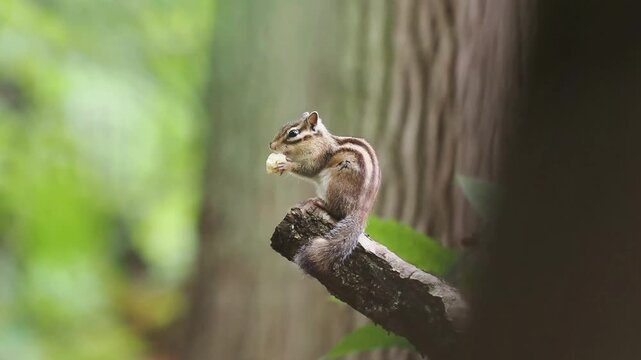 Tamia de Sib&eacute;rie (Eutamias sibiricus) mangeant une noix sur une branche en for&ecirc;t &agrave; Buc, &Icirc;le-de-France, France