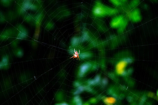Garden orb weaver (Hortophora transmarina) spider