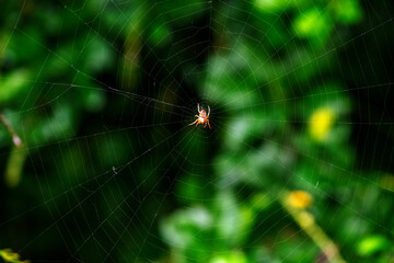 Garden orb weaver (Hortophora transmarina) spider