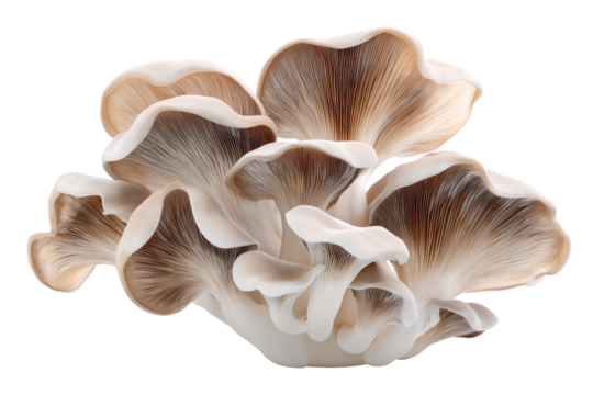 Close-up of clustered oyster mushrooms.  Beige, tan, and light brown caps with delicate veining.  Soft, fleshy texture.  Isolated against black