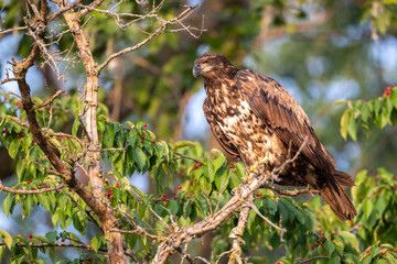 juvenile bald eagle in branch