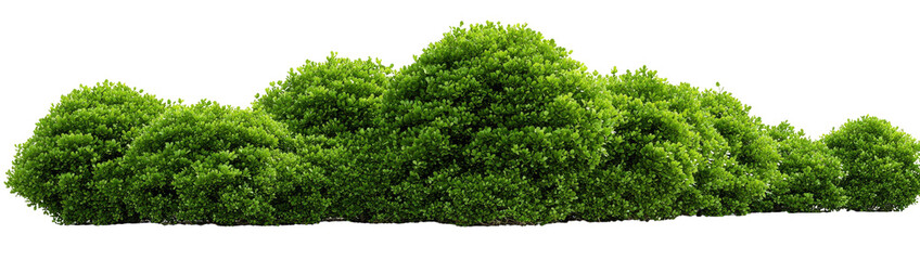 Lush green foliage in a dense, undulating arrangement