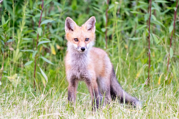 red fox in the wild