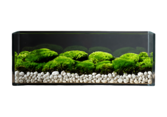 Aquarium with green moss and white pebbles isolated on transparent background