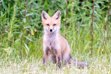red fox in the grass