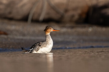 red breasted merganser