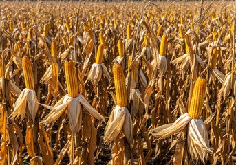 Golden Corn Field with Ripe Ears Under Warm Sunlight