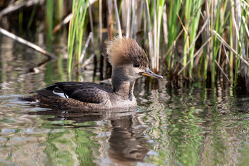 hooded merganser female