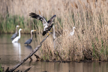juvenile bald eagle taking flight from dead branch