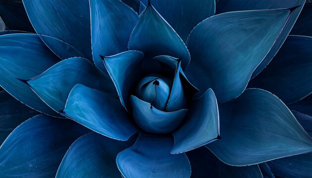 Close-up of vibrant blue agave leaves