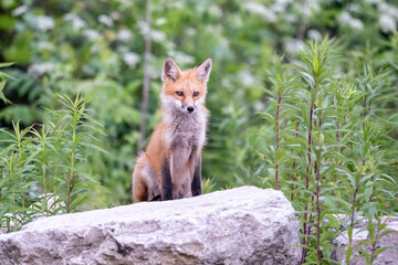 red fox in the wild