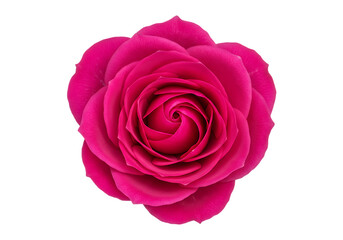 Vibrant pink rose bloom isolated on transparent background