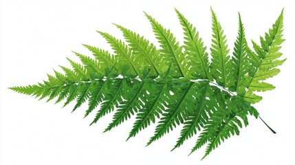 Green fern leaf isolated on white background with pine and branch elements