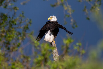 american bald eagle