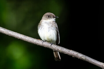 Eastern Wood-Pewee