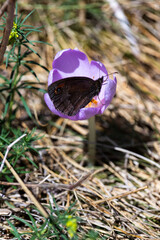 Crocus flower with brown butterfly in autumn