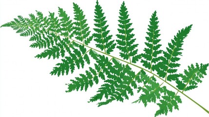 A vibrant green fern leaf, isolated on white, shows the delicate foliage of this nature plant often associated with summer forests and spring growth