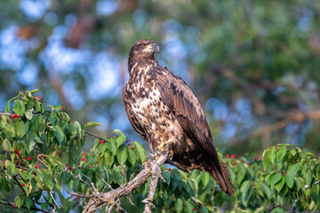 juvenile bald eagle on a branch