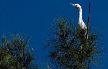 Little Egret (Egretta garzetta)