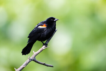 red winged blackbird