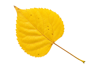 Single yellow autumn leaf isolated on transparent background