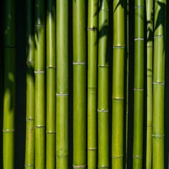 Obraz premium Close-up of numerous vibrant green bamboo stalks, arranged closely together, with shadows cast