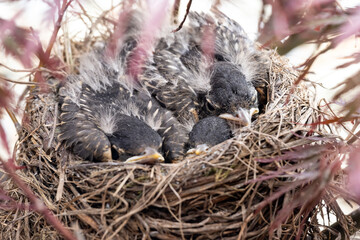 baby red robins in nest