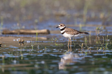 killdeer standing in marsh