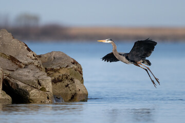 great blue heron landing near lake