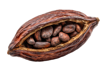 Cocoa pod open, revealing dark beans