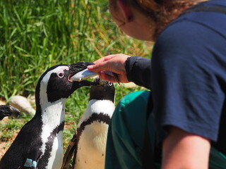 Pinguine in der Aufzuchtstation in Kapstadt