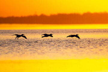 ducks at sunset