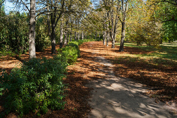 beautiful road in autumn garden