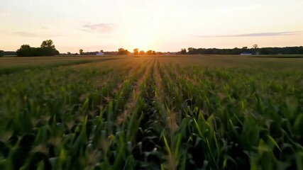 Golden Sunset Over a Lush Cornfield Rows.