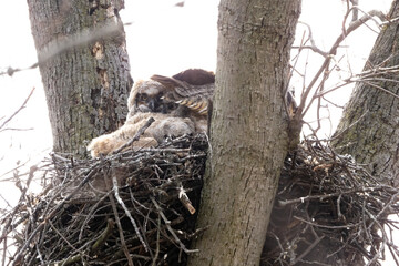 baby great horned owlets 